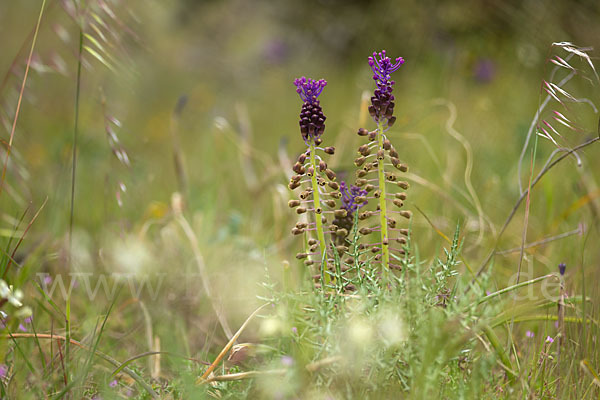 Schopfige Traubenhyazinthe (Muscari comosum)