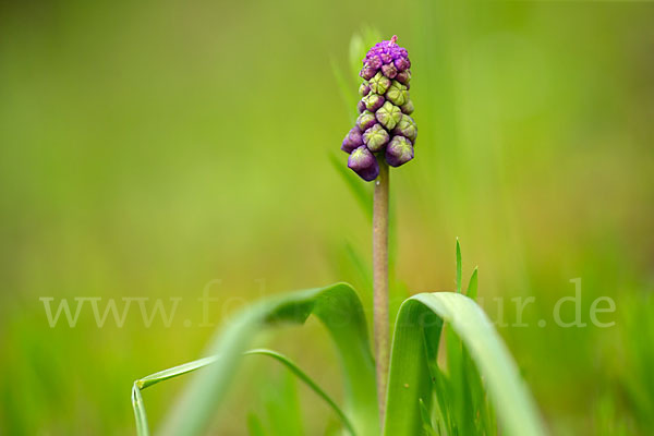 Schopfige Traubenhyazinthe (Muscari comosum)