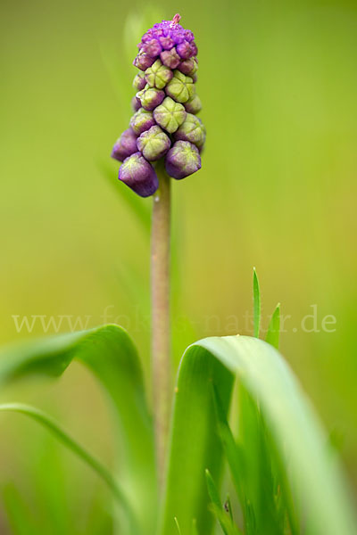 Schopfige Traubenhyazinthe (Muscari comosum)