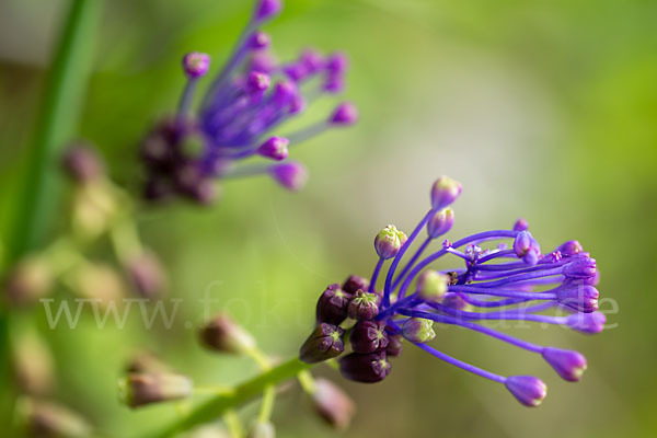 Schopfige Traubenhyazinthe (Muscari comosum)