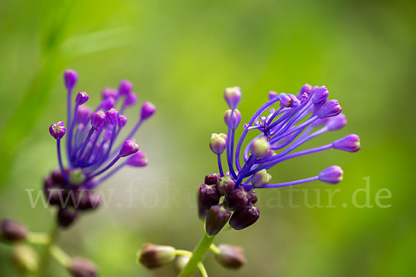 Schopfige Traubenhyazinthe (Muscari comosum)