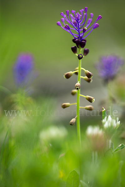 Schopfige Traubenhyazinthe (Muscari comosum)