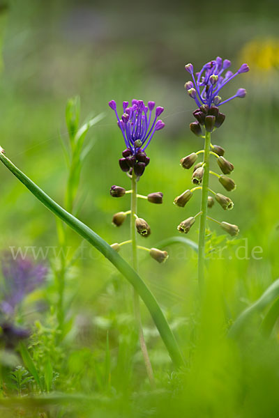 Schopfige Traubenhyazinthe (Muscari comosum)