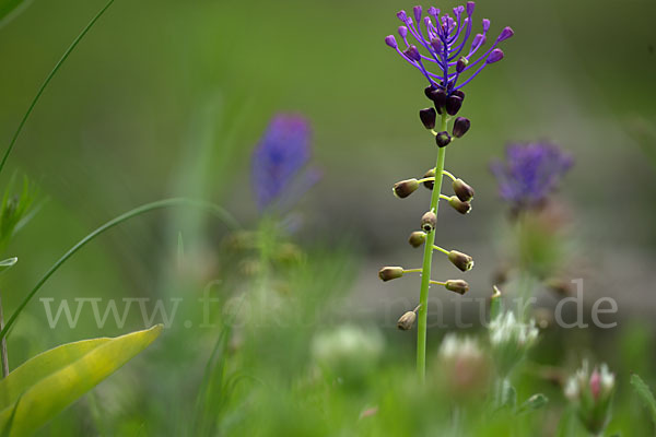 Schopfige Traubenhyazinthe (Muscari comosum)