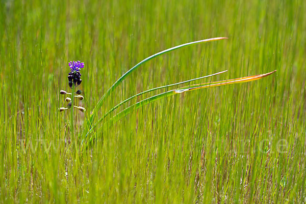 Schopfige Traubenhyazinthe (Muscari comosum)