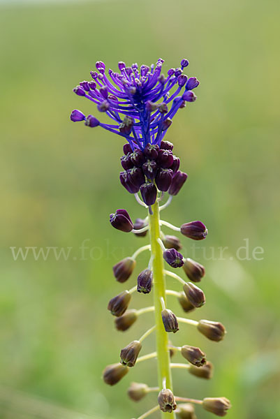 Schopfige Traubenhyazinthe (Muscari comosum)