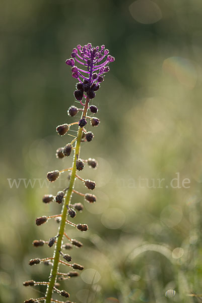 Schopfige Traubenhyazinthe (Muscari comosum)