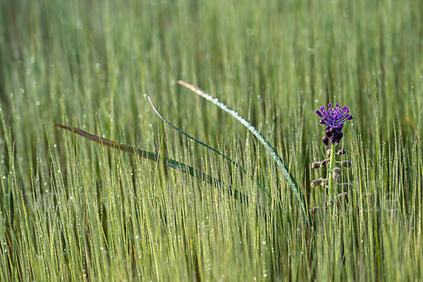 Schopfige Traubenhyazinthe (Muscari comosum)