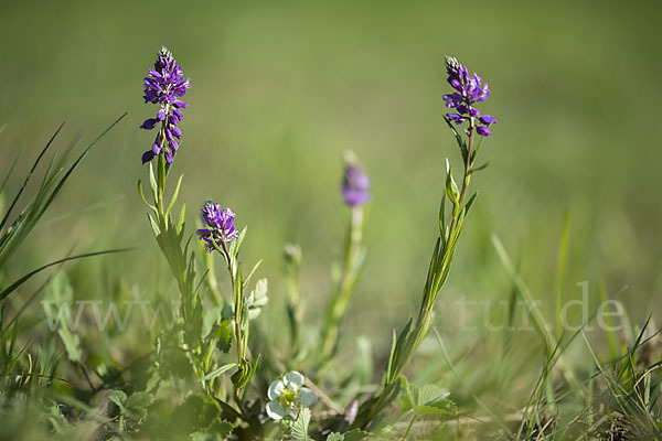 Schopfiges Kreuzblümchen (Polygala comosa)