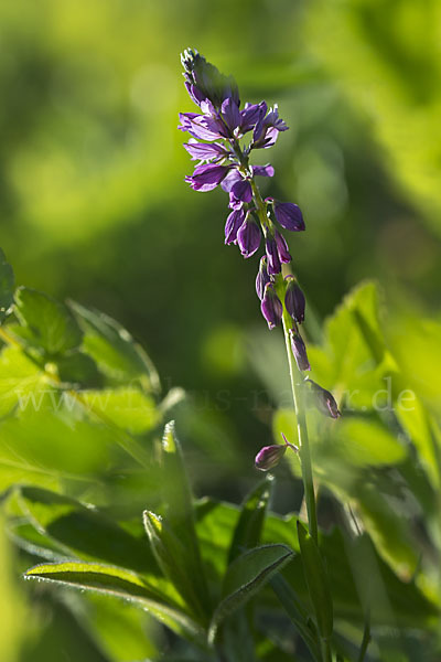 Schopfiges Kreuzblümchen (Polygala comosa)