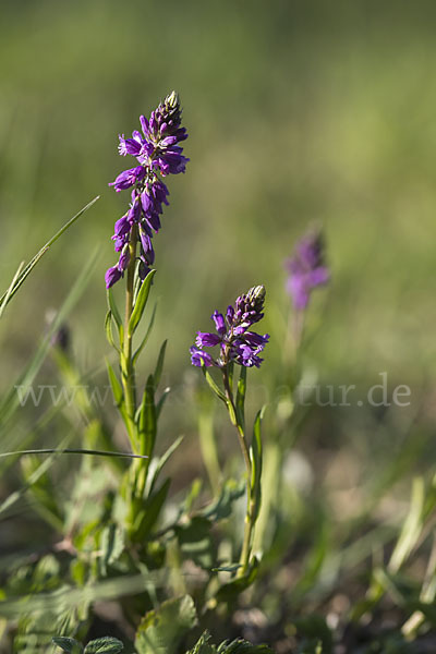 Schopfiges Kreuzblümchen (Polygala comosa)