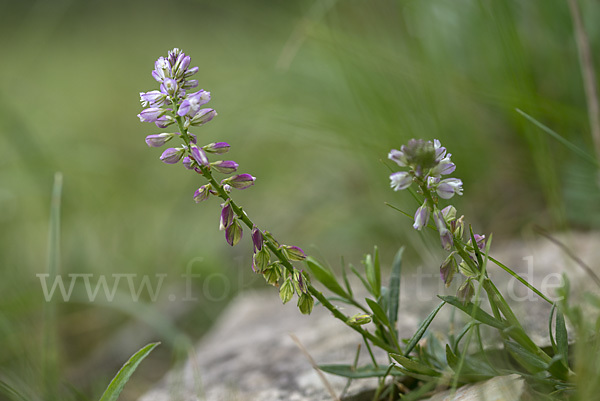 Schopfiges Kreuzblümchen (Polygala comosa)