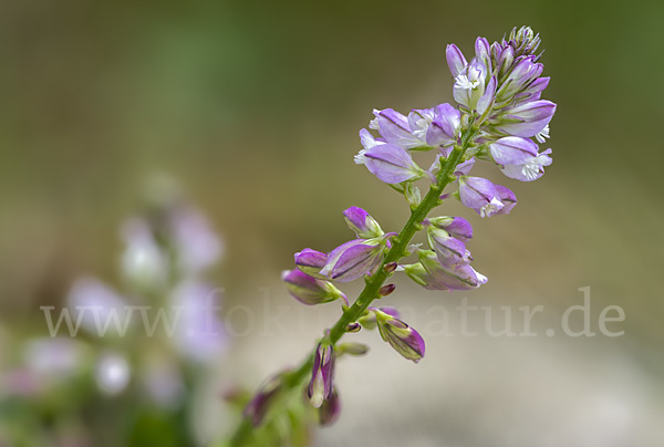 Schopfiges Kreuzblümchen (Polygala comosa)