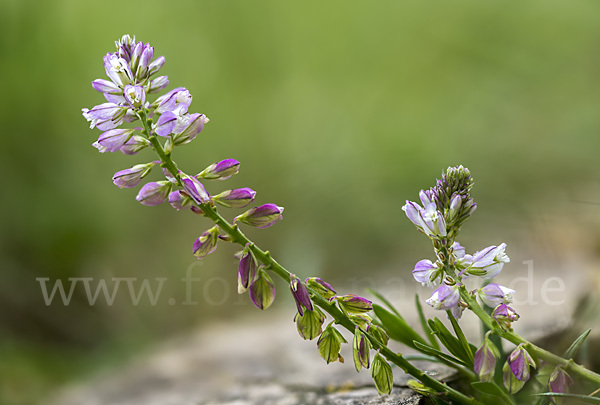 Schopfiges Kreuzblümchen (Polygala comosa)