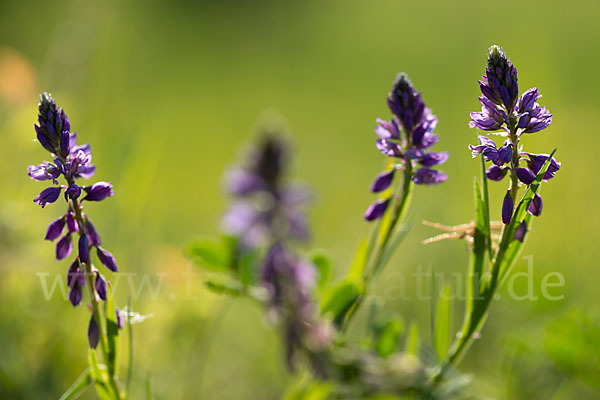 Schopfiges Kreuzblümchen (Polygala comosa)