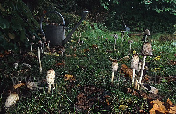 Schopftintling (Coprinus comatus)