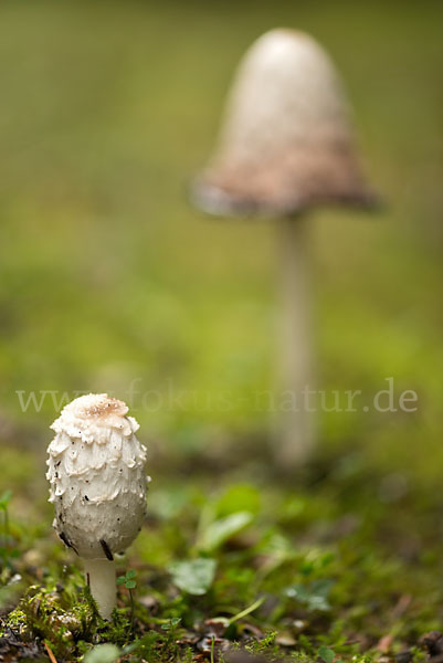 Schopftintling (Coprinus comatus)