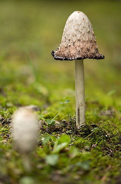 Schopftintling (Coprinus comatus)