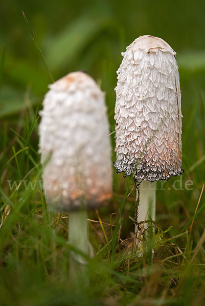 Schopftintling (Coprinus comatus)