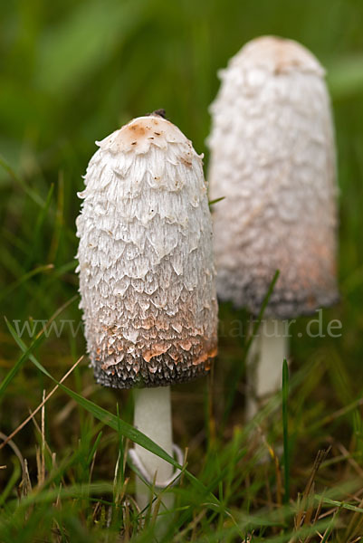 Schopftintling (Coprinus comatus)