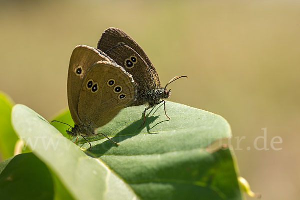 Schornsteinfeger (Aphantopus hyperantus)