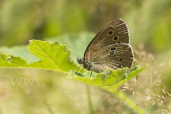 Schornsteinfeger (Aphantopus hyperantus)