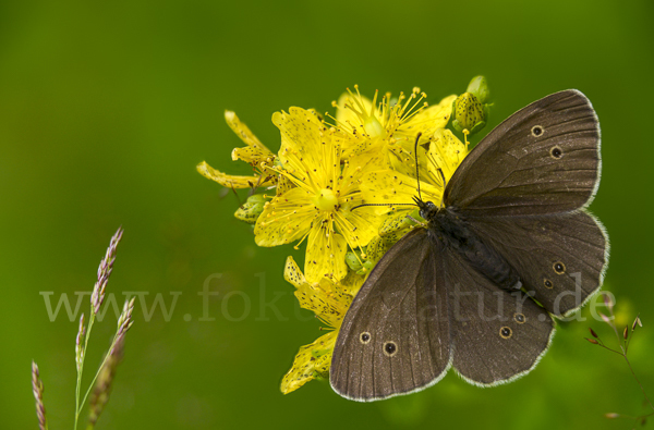 Schornsteinfeger (Aphantopus hyperantus)