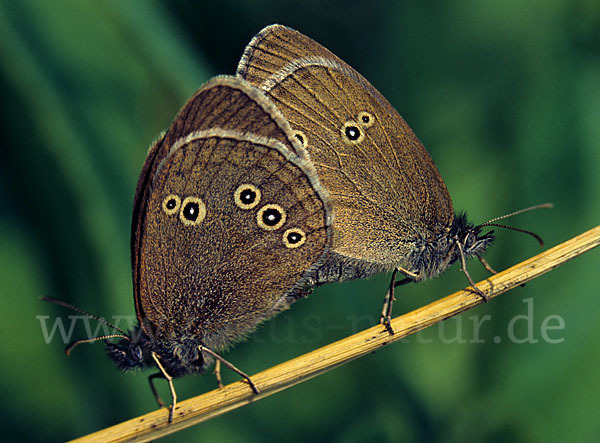 Schornsteinfeger (Aphantopus hyperantus)