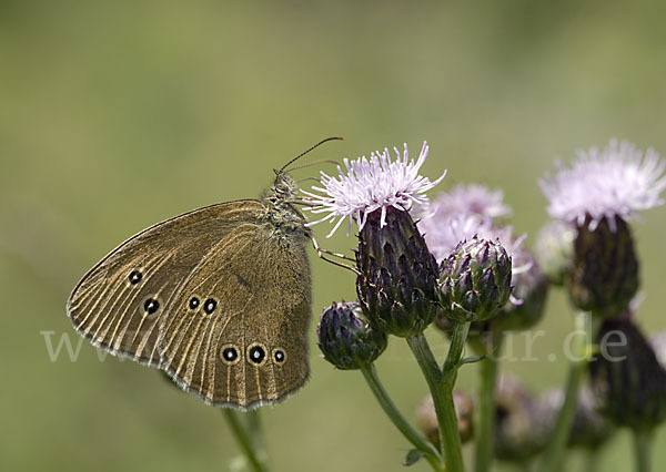 Schornsteinfeger (Aphantopus hyperantus)