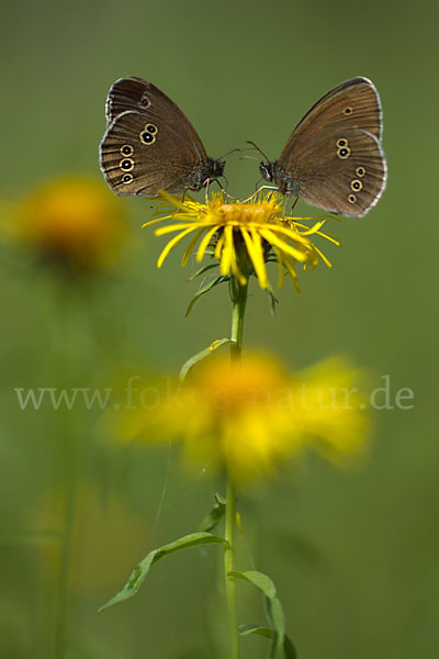 Schornsteinfeger (Aphantopus hyperantus)