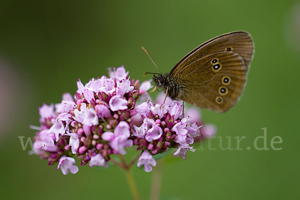 Schornsteinfeger (Aphantopus hyperantus)