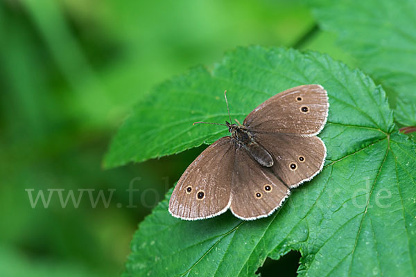 Schornsteinfeger (Aphantopus hyperantus)