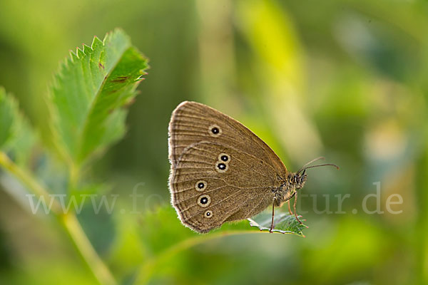 Schornsteinfeger (Aphantopus hyperantus)