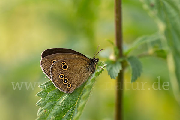 Schornsteinfeger (Aphantopus hyperantus)