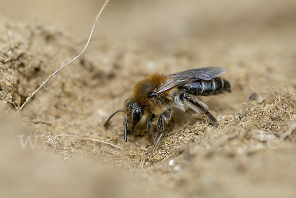 Schottische Erdbiene (Andrena scotica)