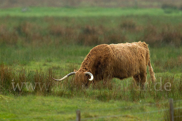 Schottische Hochlandrind (Bos primigenius f. taurus)