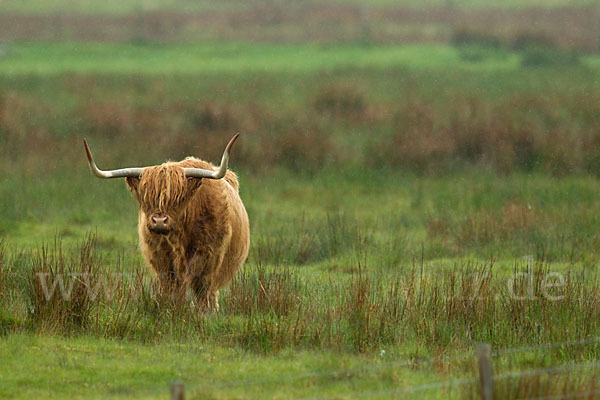 Schottische Hochlandrind (Bos primigenius f. taurus)