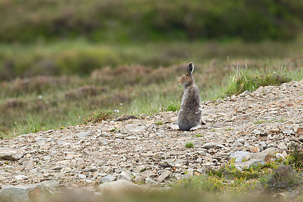 Schottischer Schneehase (Lepus timidus scoticus)