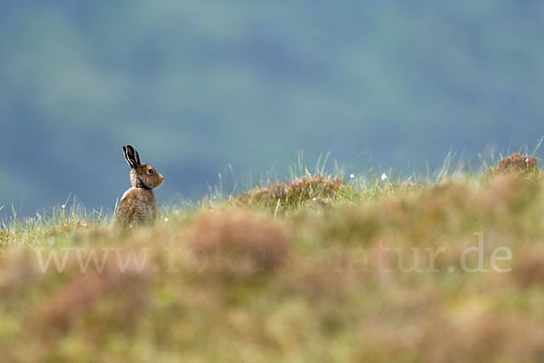 Schottischer Schneehase (Lepus timidus scoticus)