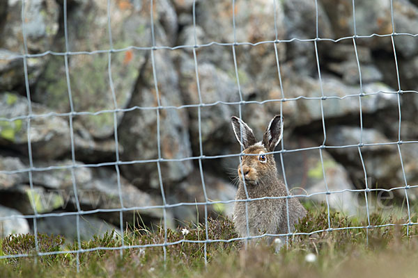 Schottischer Schneehase (Lepus timidus scoticus)