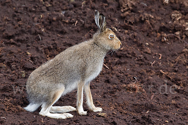 Schottischer Schneehase (Lepus timidus scoticus)