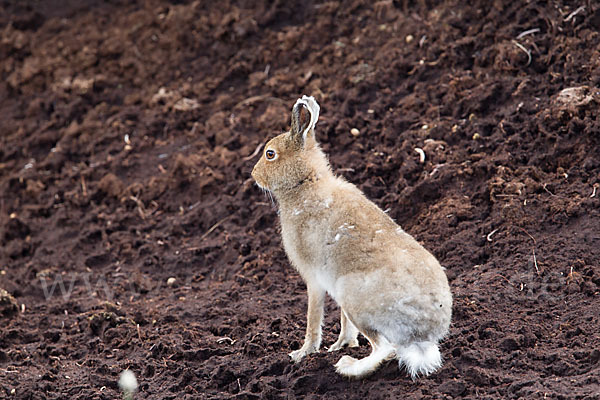 Schottischer Schneehase (Lepus timidus scoticus)