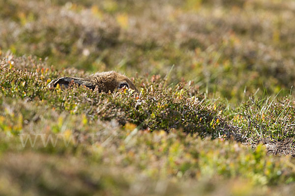 Schottischer Schneehase (Lepus timidus scoticus)