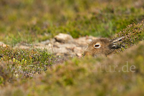 Schottischer Schneehase (Lepus timidus scoticus)