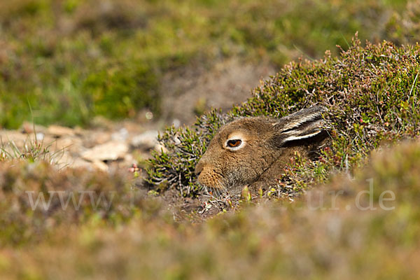 Schottischer Schneehase (Lepus timidus scoticus)