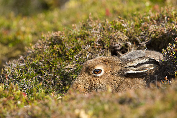 Schottischer Schneehase (Lepus timidus scoticus)