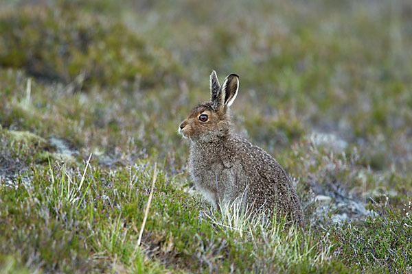 Schottischer Schneehase (Lepus timidus scoticus)