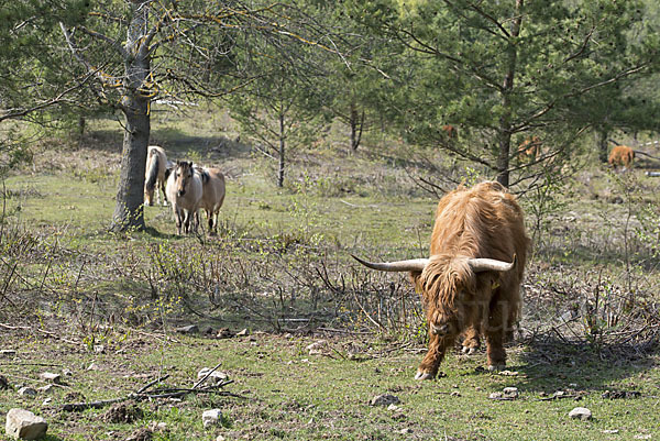 Schottisches Hochlandrind (Bos primigenius f. taurus)