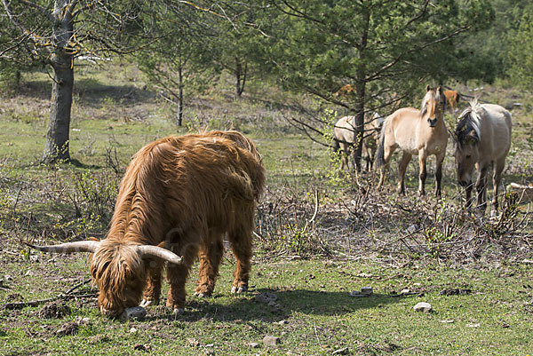 Schottisches Hochlandrind (Bos primigenius f. taurus)