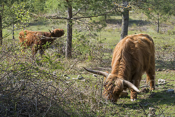 Schottisches Hochlandrind (Bos primigenius f. taurus)